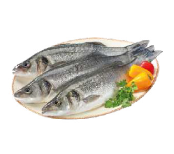 Robalo de Viveiro